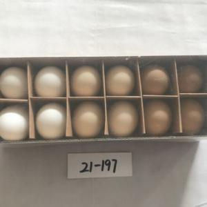 12PC chick egg 19-197