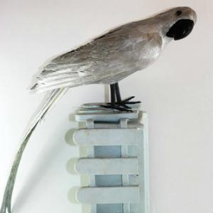 50cm Feather sliver parrot