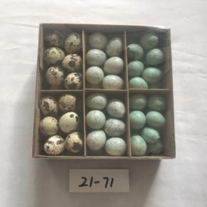 72PC Quail egg color asst. 21-71/72/73