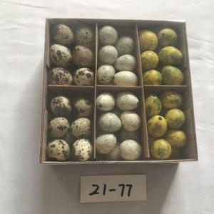72PC Quail egg color asst. 21-77/78/79/80