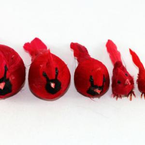 Feather bird red color 