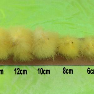 Feather chick 14,12,10,8,6,5cm