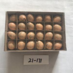 Quail egg colored 48PC 21-171/172/173