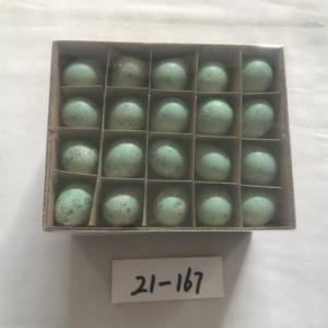 Quail egg colored 60PC 21-167/168/169/170