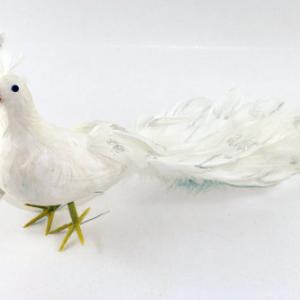 White peacock 20Y067